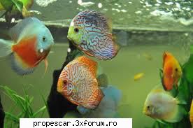 si asta :hi: pescuit la feeder