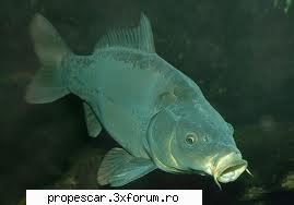 delta pescuit la feeder