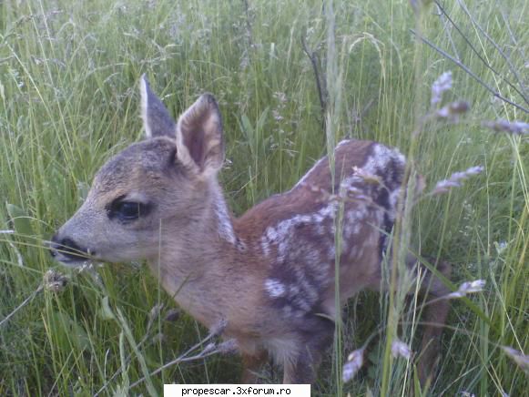 si binenteles o data cu venirea primaverii natura reinvie. ciclul vietii parca reporneste motoarele