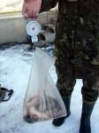 din pacate nu numai la noi se practica acest sport.
 
trei penal pentru braconaj piscicol 
 
�n �n