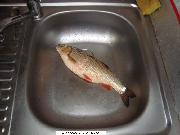 prins la spinning 900 gr .... salmo minow de 6 cm ! cleanul