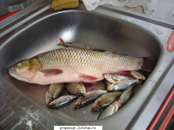 tot anul trecut prins la pestisor ! cleanul