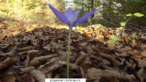 , si o floare pentru naturii