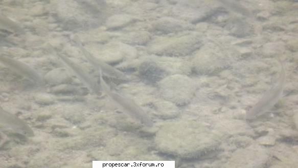 pacat ca unii pescari au inteles gresit de eliberare a acestor pesti si in loc sa le dea drumul in