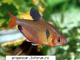 sper ca poza e draguta ! :hi: pescuit la feeder