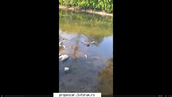 Pesti morti pe Crisul Negru - O multime de pesti morti pe Crisul Negru in jurul - Discutii