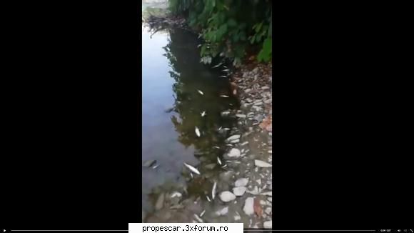 Pesti morti pe Crisul Negru - malul apei e plin de pesti morti - Discutii