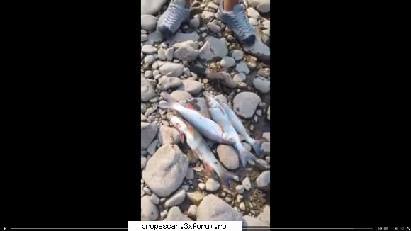Pesti morti pe Crisul Negru - Care sa fi fost oare cauza? Nu am auzit sa fi - Discutii