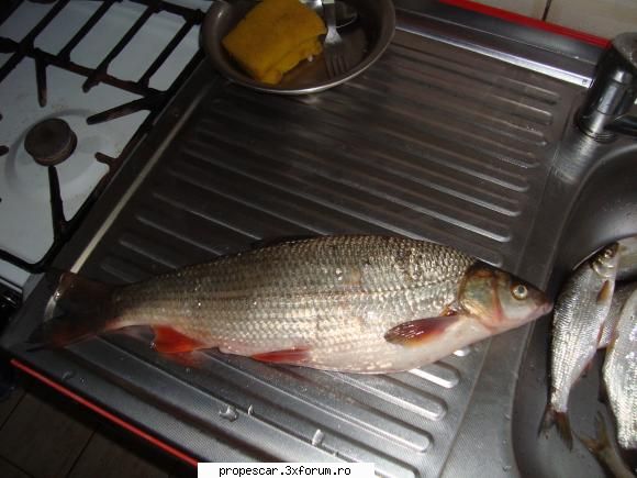 prins la feeder aprox 1 kilogram nu l-am cantarit ! scobarul