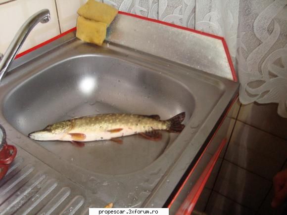 prima stiuca :d stiuca (esox lucius)