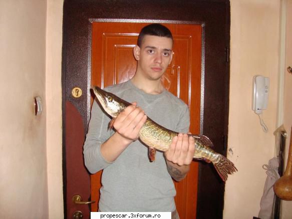 STIUCA (Esox Lucius) - prima mea stiuca :D 1.300 de grame - Rapitor
