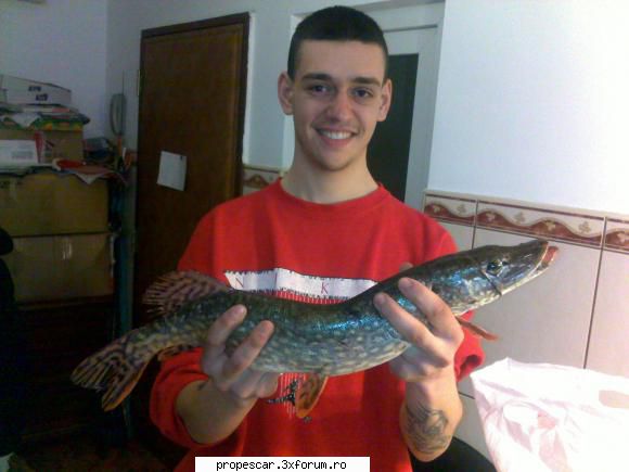 a 2`a stiuca prinsa azi ...
1.400 de grame stiuca (esox lucius)