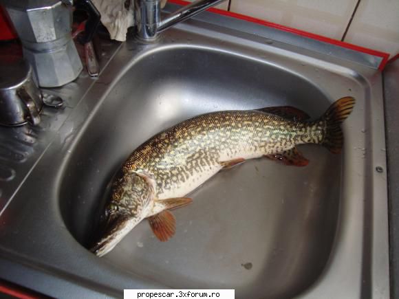 o stiuca cu un colorit foarte frumos :) 1,6 kg stiuca (esox lucius)