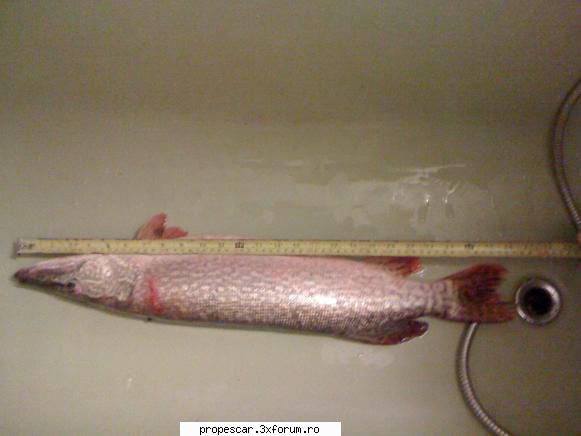 stiuca (esox lucius)